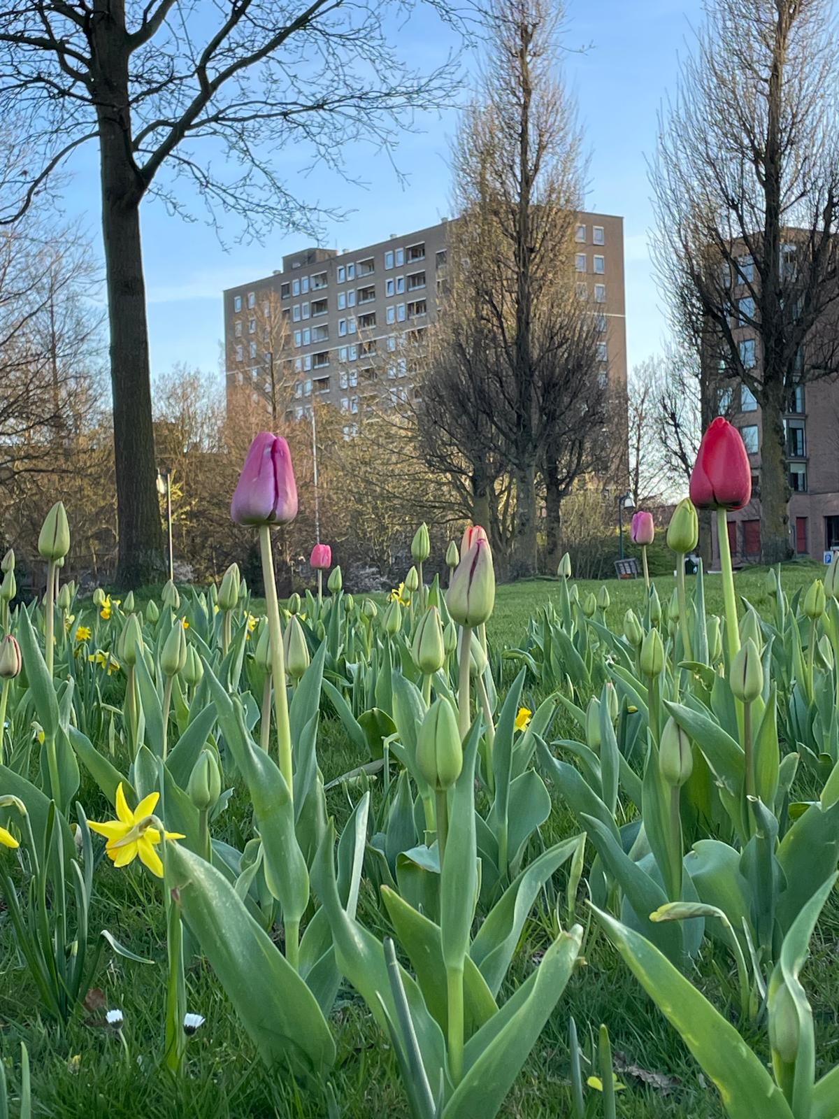 tulpen klaar om uit te komen, flat op de achtergrond